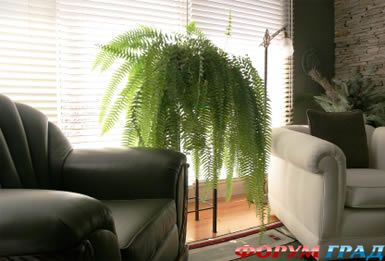 Крупные растения