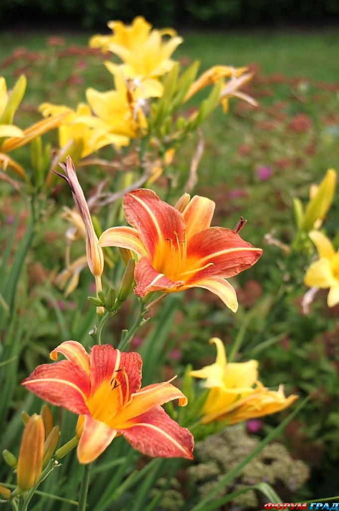 В гостях у сказки