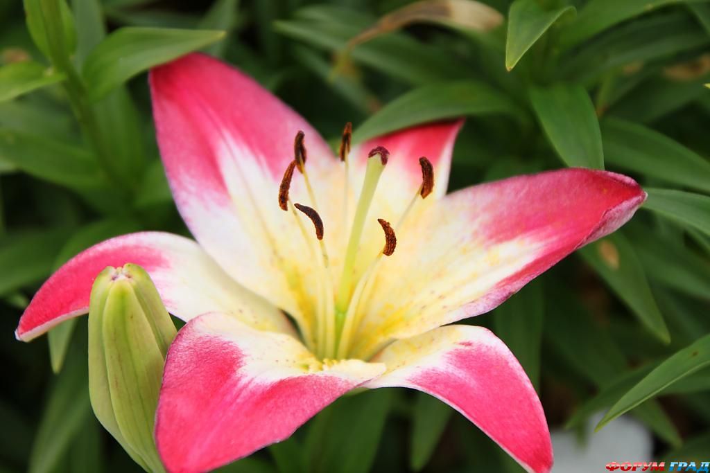 В гостях у сказки