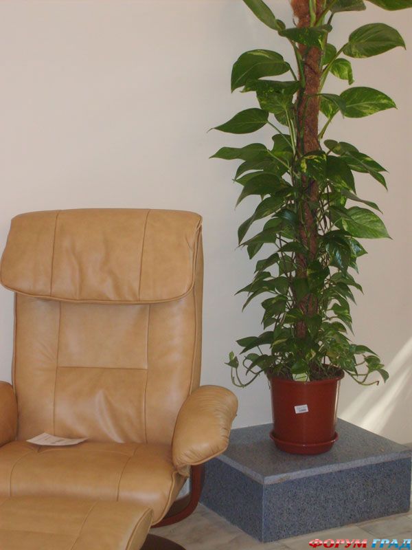 Крупные растения