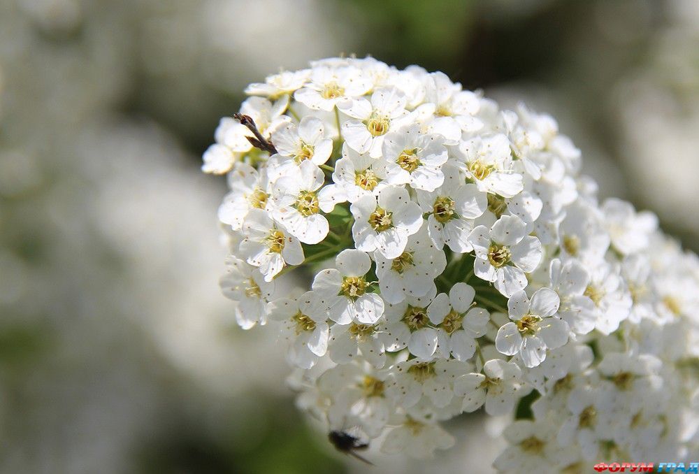 В гостях у сказки