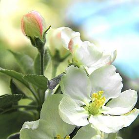 В гостях у сказки