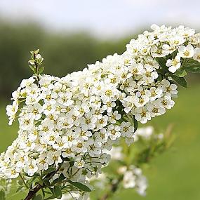 В гостях у сказки