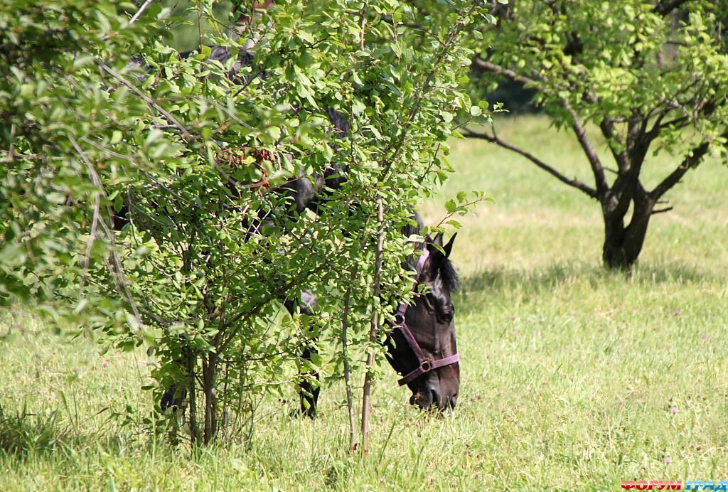 В гостях у сказки