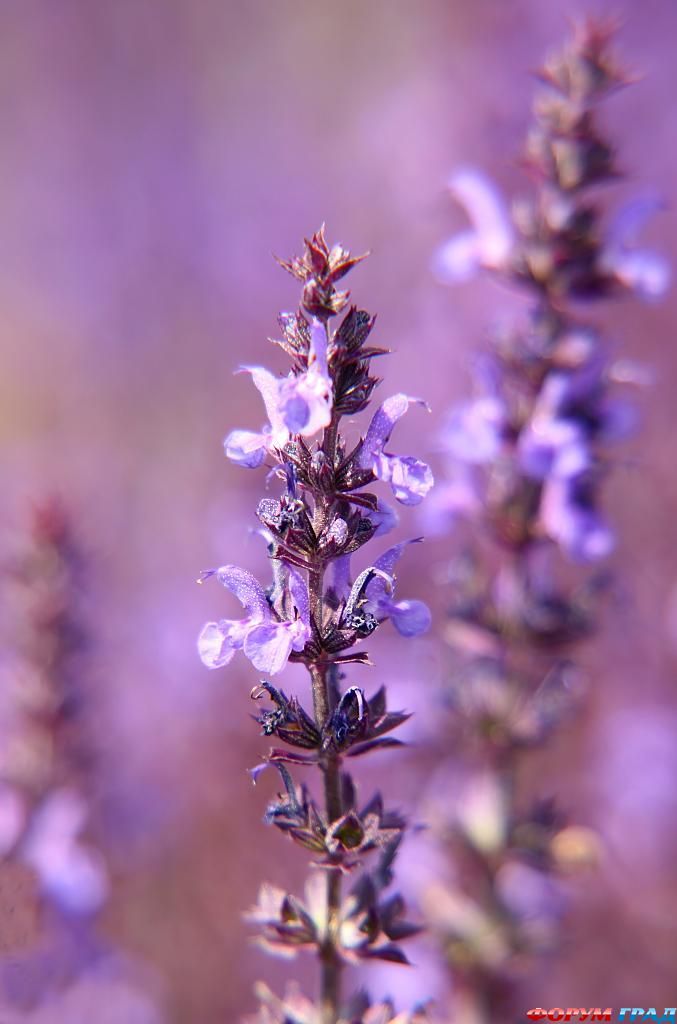 В гостях у сказки