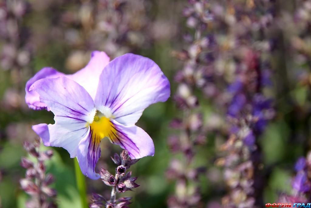 В гостях у сказки