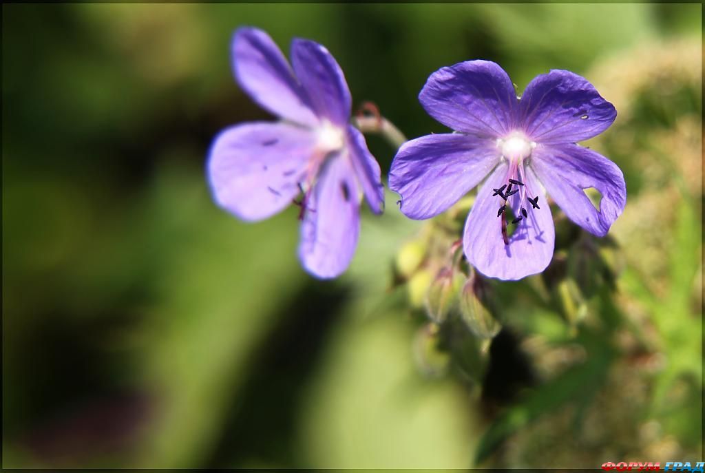 В гостях у сказки
