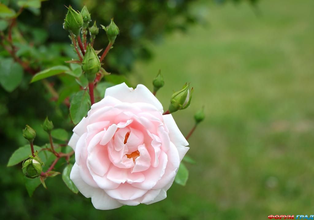 В гостях у сказки