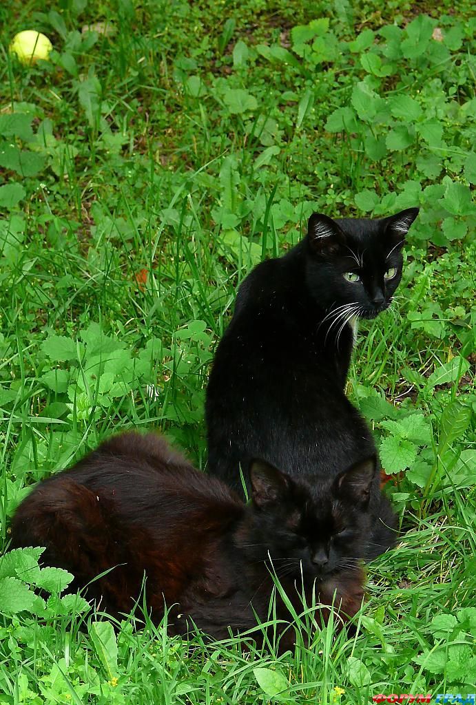 В гостях у сказки