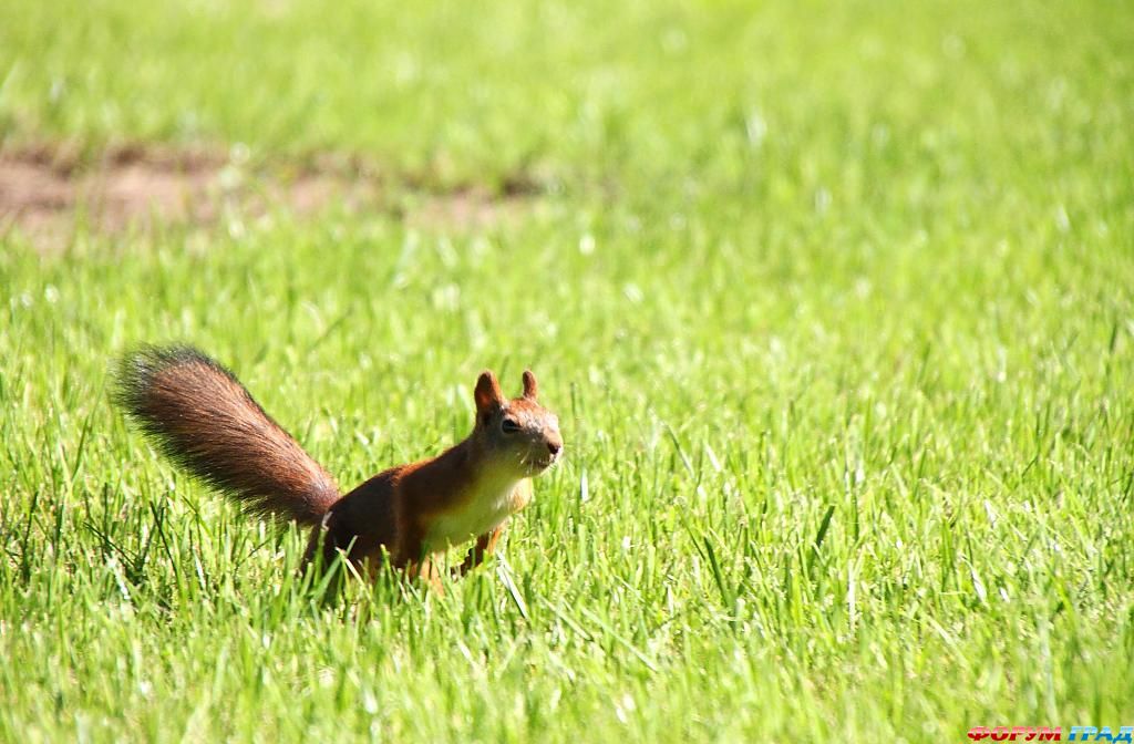 В гостях у сказки