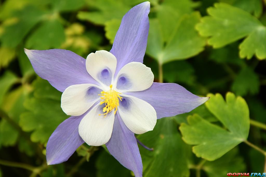 В гостях у сказки