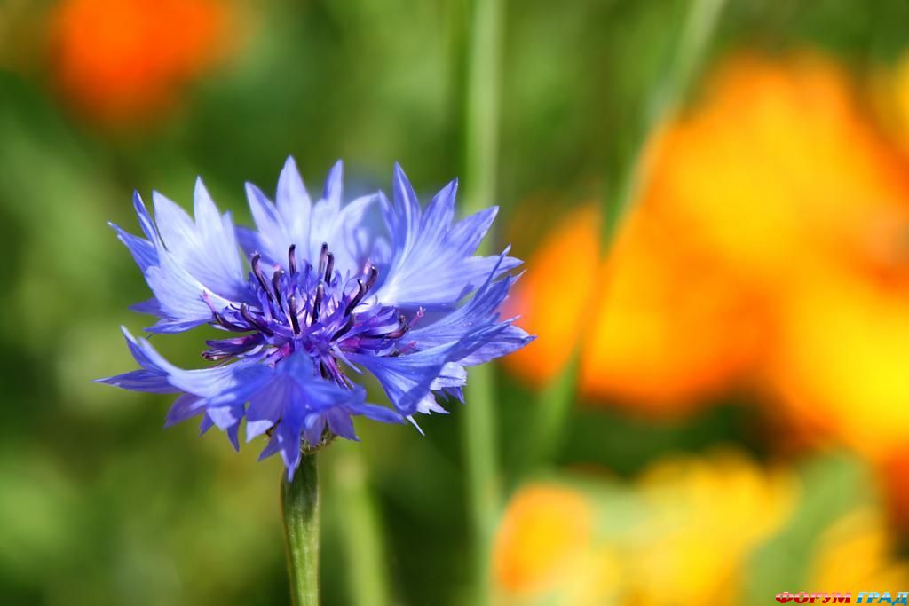 В гостях у сказки