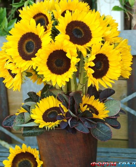 Желтые цветы