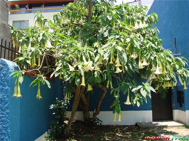 флорипондия