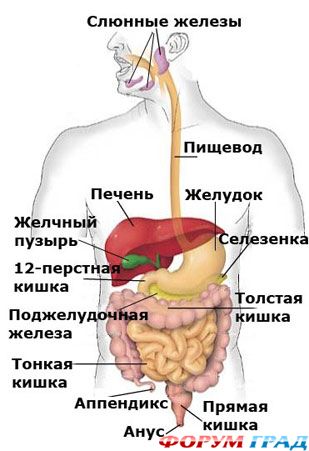 что такое гастроэнтерология