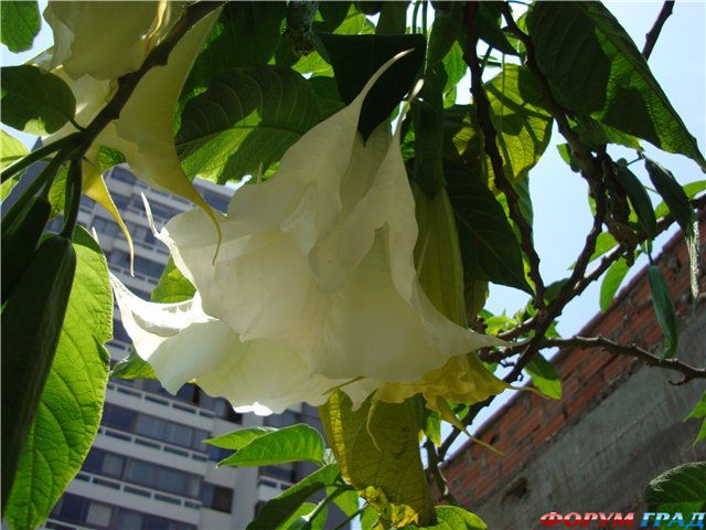 флорипондия