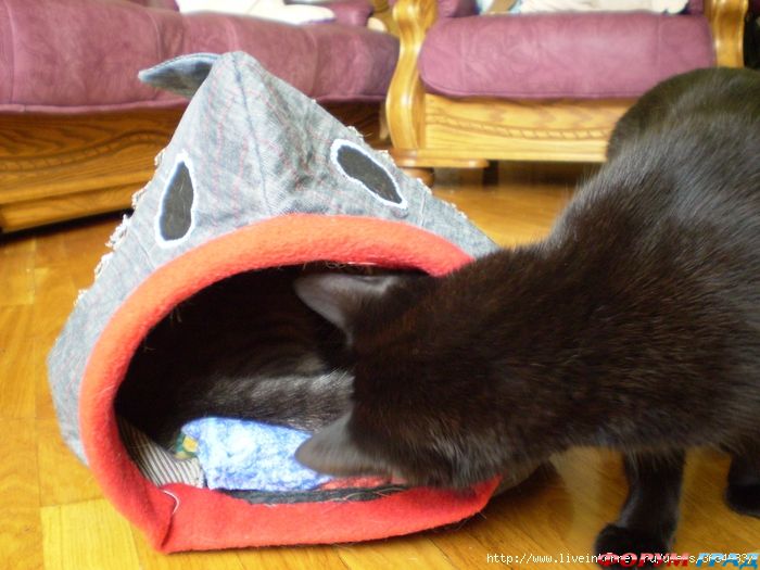 шьем кошкам