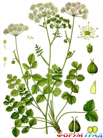 осветление пигментных пятен, фитотерапия