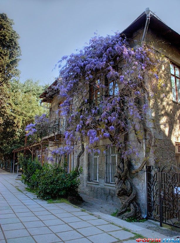 глициния в Крыму