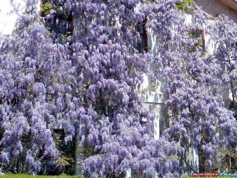 глициния в Крыму