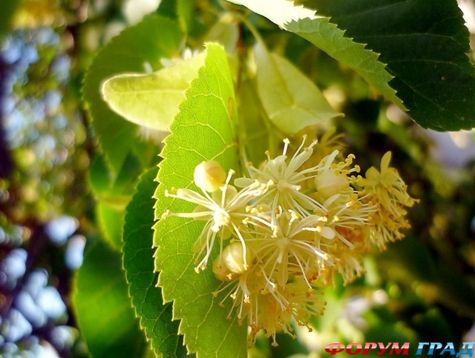 лечение сахарного диабета народными средствами