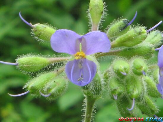 южноамериканские растения, уно де гато