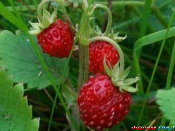 осветление пигментных пятен, фитотерапия