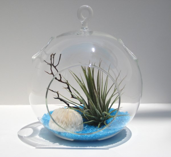 air-plant-terrarium-ideas-11