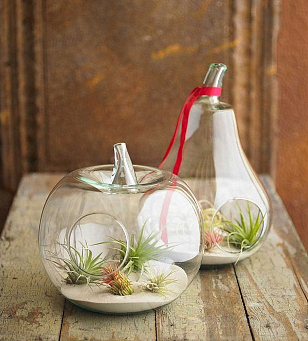 air-plant-terrarium-ideas-9
