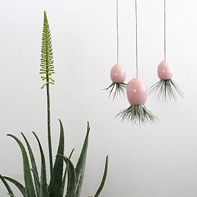 air-plants-display-cashpo-3