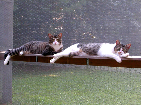 catio-outdoor-cat-enclosures-1