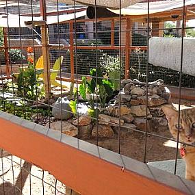 catio-outdoor-cat-enclosures-10