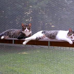 catio-outdoor-cat-enclosures-1
