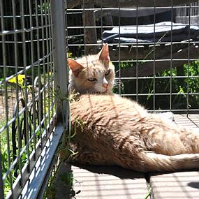 catio-outdoor-cat-enclosures-2