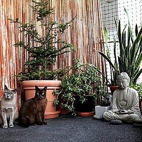 catio-outdoor-cat-enclosures-8