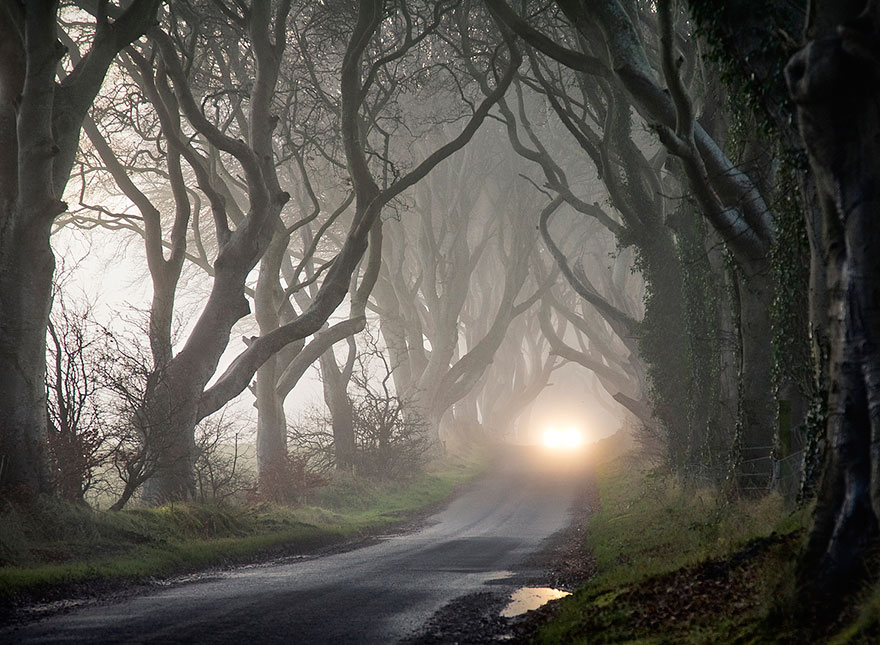 dark-hedges-northern-ireland-10