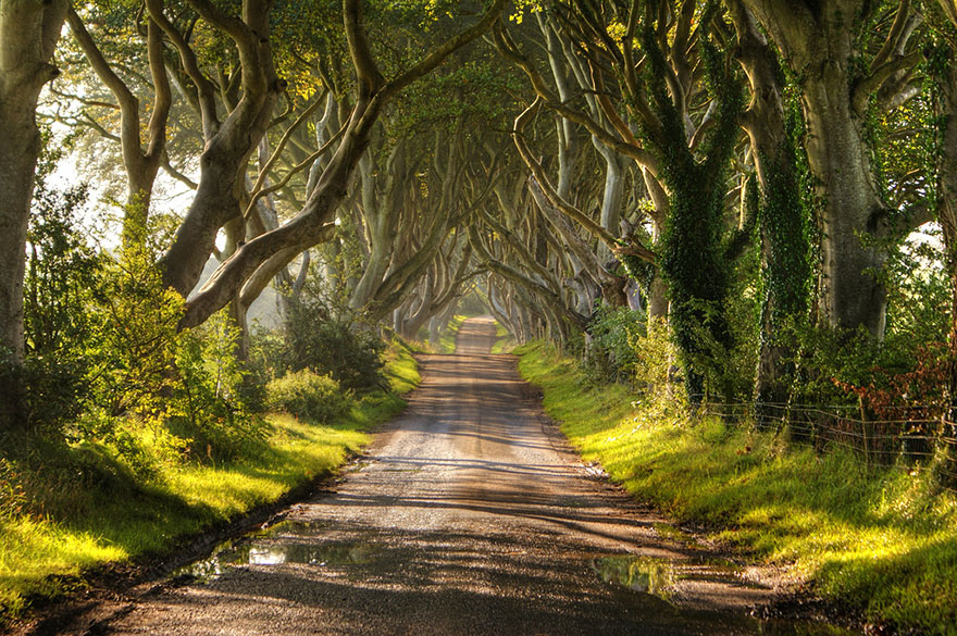 dark-hedges-northern-ireland-2