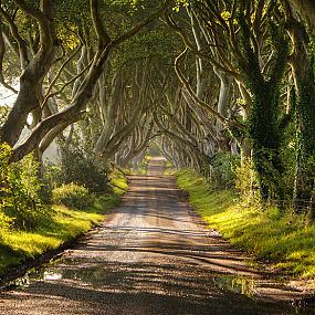 dark-hedges-northern-ireland-2