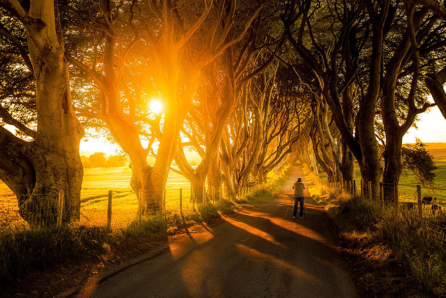 dark-hedges-northern-ireland-4