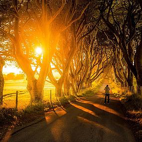 dark-hedges-northern-ireland-4