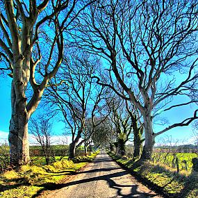 dark-hedges-northern-ireland-5