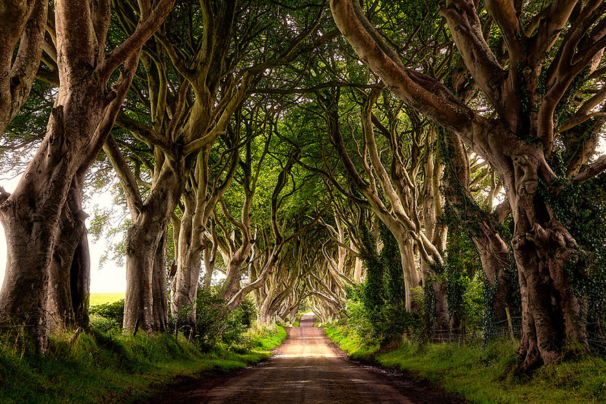 dark-hedges-northern-ireland-6