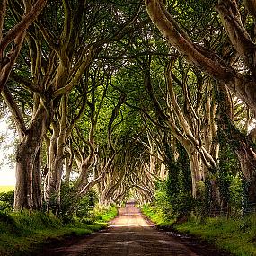 dark-hedges-northern-ireland-6