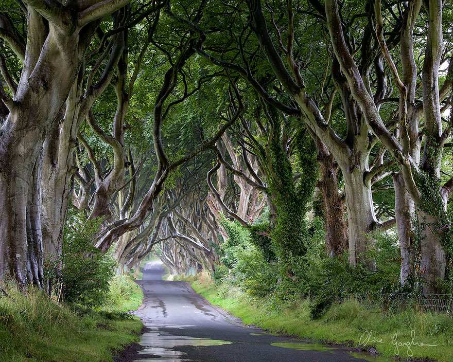 dark-hedges-northern-ireland-8