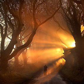 dark-hedges-northern-ireland-9