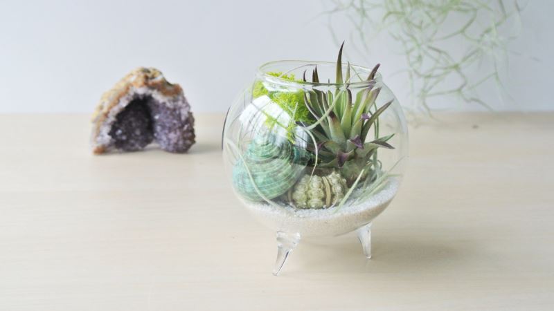 enhance-tillandsia-air-plant-15