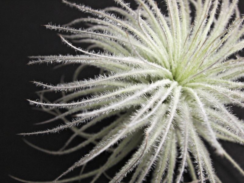 enhance-tillandsia-air-plant-2