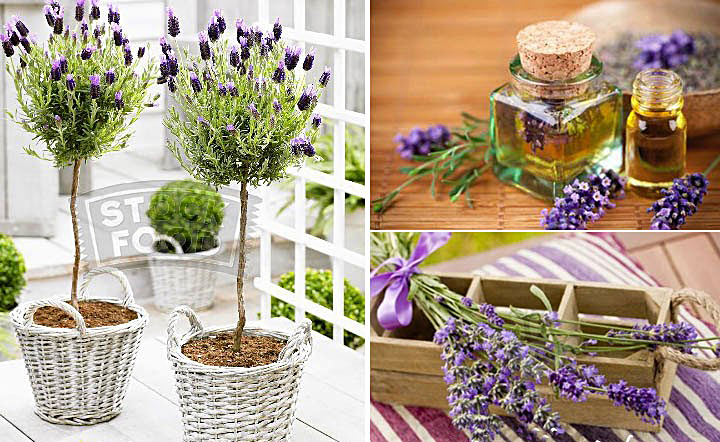 lavanda-suggest-blogpost-10