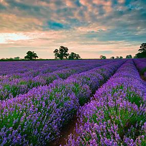 lavanda-suggest-blogpost-1