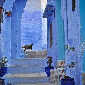 morocco-blue-walls-town-chefchaouen-2